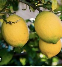 Mini citrus lemon for sale  GUILDFORD