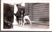 Vintage photograph dogs for sale  Siletz
