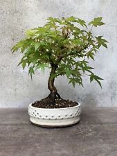 tronchese bonsai usato  Vanzaghello