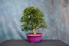 Chinese elm pre for sale  North Fort Myers