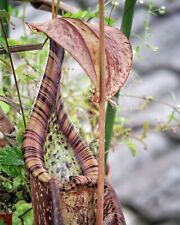 Tall unique nepenthes for sale  Avondale