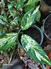 Small dumb cane for sale  USA