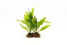 Substratesource java fern for sale  MARKET RASEN