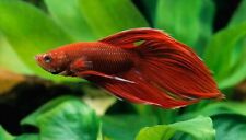 Male red betta for sale  BIRMINGHAM