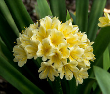 Clivia seeds yellow for sale  Shreveport