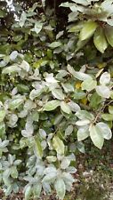 Feuilles eleagnus ebbingei d'occasion  Sabres