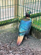 Himalayan monal hatching for sale  STOURPORT-ON-SEVERN