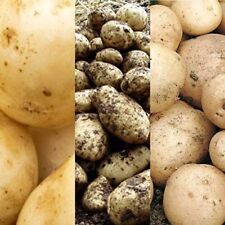 Seed potato mix for sale  GLASGOW