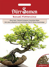 Dürr bonsai flatterulme gebraucht kaufen  Elchesheim-Illingen