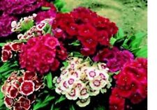 4 X Sweet William Roundabout Mixed PLUG PLANTS FREE POSTAGE TO POT ON be, used for sale  Shipping to South Africa