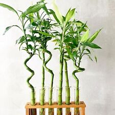 Lucky bamboo 40cm for sale  GLASGOW
