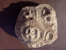 Fossil coral replica for sale  BILLINGSHURST
