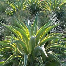 Agave desmettiana variegated. for sale  Inglewood
