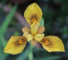 Iris pseudacorus berlin d'occasion  Krautergersheim