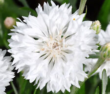 MAÍZ BLANCO ALTO Centaurea Cyanus - 3.000 semillas a granel segunda mano  Embacar hacia Argentina