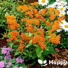 Butterfly weed seeds for sale  DONCASTER