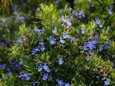 Organic rosemary herb for sale  Pauma Valley