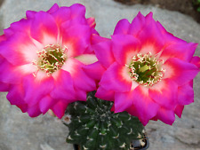 Cacti cactus echinopsis for sale  Shipping to Ireland