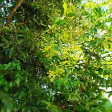 Cestrum noctornum plant for sale  Shipping to Ireland