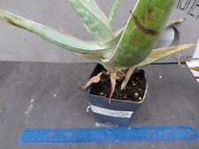 Aloe karasbergensis pot for sale  Deland