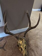 Gold mule deer for sale  Puyallup