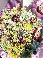 Colourful sempervivums rooted for sale  MALPAS