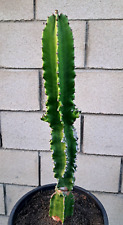 Euphorbia ingens eritrea for sale  Mira Loma
