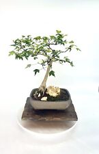Árbol bonsai de arce tridente, colección floreciente de jardines samuráis segunda mano  Embacar hacia Argentina