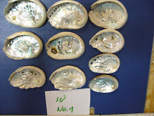 Abalone schneckengehäuse taiw gebraucht kaufen  Bad Bellingen
