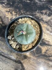 Ariocarpus 6cm pot for sale  WIGAN