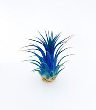 air plant for sale  Clayton
