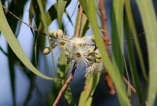 Eucalyptus citriodora eucalipt usato  Napoli