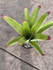 Neoregelia Cruenta SUN KING Bromeliad Full Sun Plant Easy Grow for sale  Shipping to South Africa