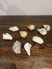 Lot of 9 Ocean Small Sea Shells for Crafting or Aquarium, used for sale  Shipping to South Africa