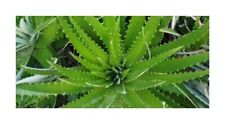 10x Dyckia Frigida Bromeliad Yellow Garden Plants - Seeds ID553 for sale  Shipping to South Africa