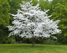 White dogwood pot for sale  McMinnville