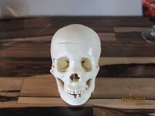 Functional human skull for sale  Pittsburgh
