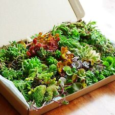 Winter hardy succulent for sale  BEXHILL-ON-SEA