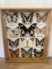 framed butterflies for sale  KEIGHLEY