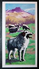 PYRENEAN MOUNTAIN DOG   Original Vintage  Coloured Card  GB16P for sale  DERBY