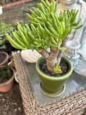 Crassula ovata gollum for sale  Van Nuys