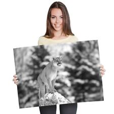 Cougar mountain lion for sale  SELBY