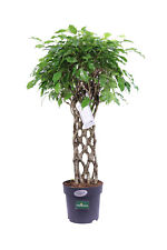 Pianta di Ficus Benjamin Intrecciato pianta vera da interno tronco intrecciato usato  Santeramo In Colle