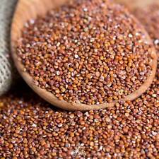 Quinoa marrón (Chenopodium quinoa) 100+ / 1000+ / 10000+ piezas semillas frescas segunda mano  Embacar hacia Argentina