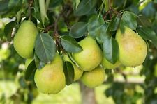 1st birnenbaum williams gebraucht kaufen  Saterland