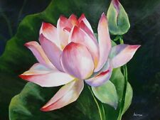 Akimova lotus flower for sale  Roswell