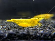Neon yellow shrimp for sale  Marysville