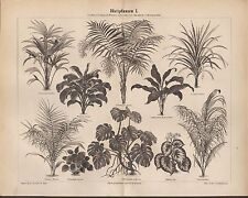 Lithografie 1886 blattpflanzen gebraucht kaufen  Leipzig