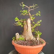 Pre bonsai esemplare usato  San Pancrazio Salentino