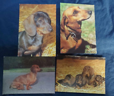 Dackel postkartenset dachshund gebraucht kaufen  Parkstein